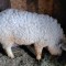 Porci mangalita de vanzare
