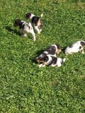 Fox terrier s&acirc;rmos