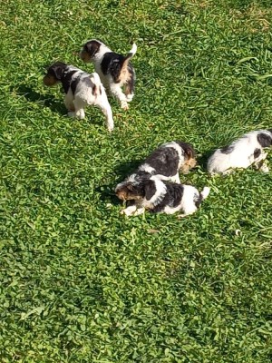 Fox terrier s&amp;acirc;rmos foto