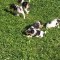 Fox terrier s&acirc;rmos