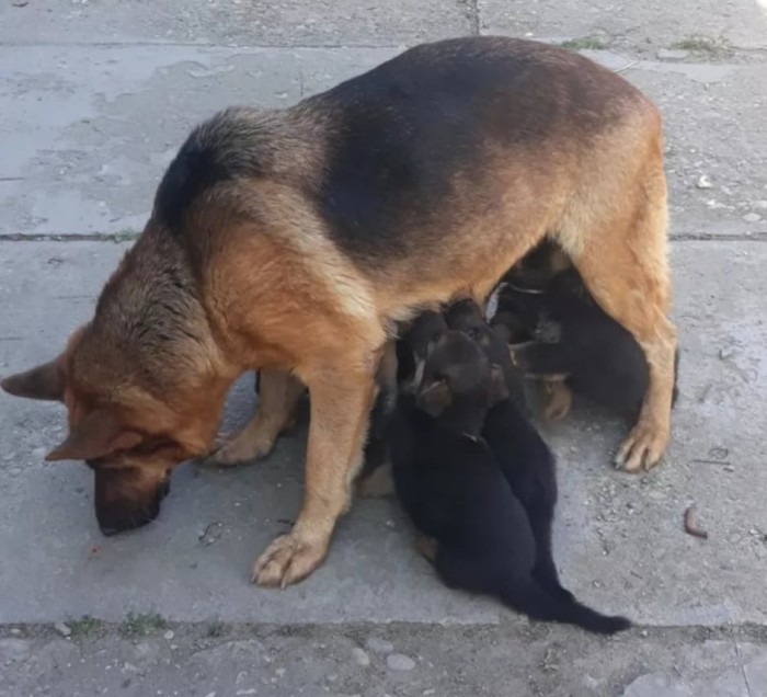 Vand Catei De Lup Rasa Pura Ciobanesc German Arhiva Okazii Ro