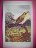 HOPCT 6261 PHYLOSCOPUS SIBILATRIX SIBILATRIX -PASARI-FAUNA EUROPA-CP CHROMO LITHO -MUZEUL REGAL STIINTE NATURALE BELGIA-NECIRCULATA, Printata