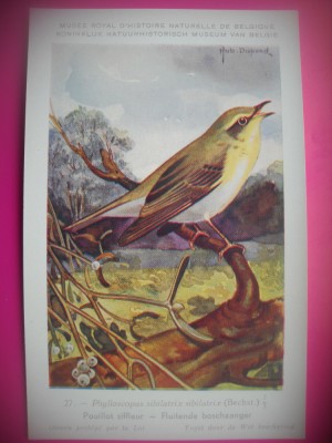 HOPCT 6261 PHYLOSCOPUS SIBILATRIX SIBILATRIX -PASARI-FAUNA EUROPA-CP CHROMO LITHO -MUZEUL REGAL STIINTE NATURALE BELGIA-NECIRCULATA foto