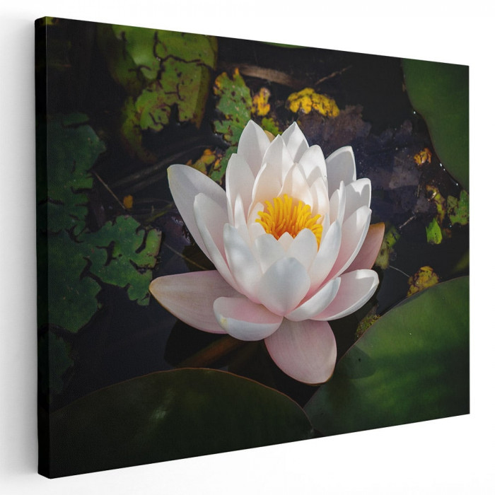 Tablou floare de lotus alba Tablou canvas pe panza CU RAMA 80x120 cm