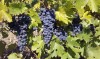 Struguri - MERLOT - Bordesti, VRANCEA