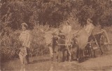 Carte postala circulata din anul 1915
