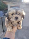 Catei Bichon Havanez