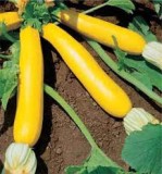 Dovlecel de mare recolta ZUCCHINI GOLDEN - 5 seminte pentru semanat