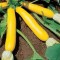 Dovlecel de mare recolta ZUCCHINI GOLDEN - 5 seminte pentru semanat