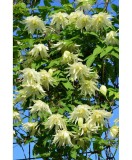 Planta Clematis Lemon Dream PBR GA C2 E, ghiveci 2l, Oem