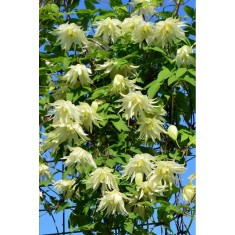 Planta Clematis Lemon Dream PBR GA C2 E, ghiveci 2l