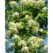 Planta Clematis Lemon Dream PBR GA C2 E, ghiveci 2l