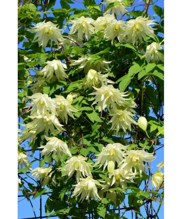 Planta Clematis Lemon Dream PBR GA C2 E, ghiveci 2l