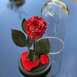 Trandafir Criogenat rosu festival &Oslash;6,5cm in cupola 10x20cm