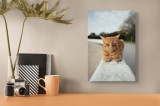 Tablou Canvas, "Pisica adormită pe balustradă albă", Pisică, Portocalie, Somnoroasă, Relaxată, Bl&acirc;ndă, Odihnitoare, Z&acirc;mbitoare, Liniștitoare, Drăgălaș
