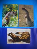 HOPCT LOT NR 472 MUSTELIDE -FAUNA-3 CARTI POSTALE-NECIRCULATE, Circulata, Printata