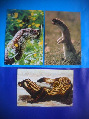 HOPCT LOT NR 472 MUSTELIDE -FAUNA-3 CARTI POSTALE-NECIRCULATE foto