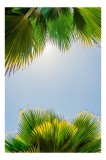 Tablou Canvas, "Frunzele palmierului in lumina soarelui", Frunze, Palmieri, Cer, Senin, Soare, Verde, Lumina, Vara, Tropical, Relaxare, 26 x 39 cm, CM