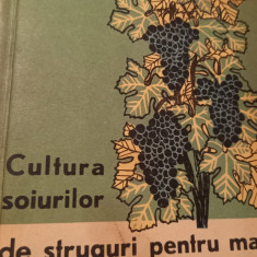 CULTURA SOIURILOR DE STRUGURI PENTRU MASA