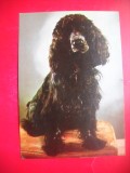HOPCT 25141 COCKER SPANIEL - CAINI - ROMANIA - NECIRCULATA