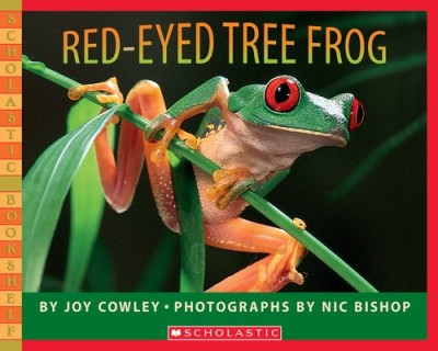 Red-Eyed Tree Frog foto