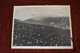 Foto de presa Muntii Carpati cioban oi la pascut anii 30