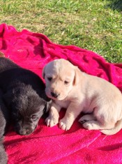 Labrador retriever foto