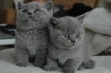 Pui British Shorthair superbi