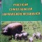Ion Radoi - Practicum de Clinica Suinelor si Supraveghere Metabolica