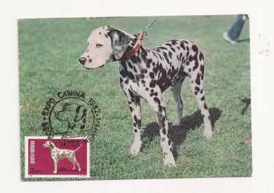 CA8 - Carte Postala -Expo Canina 1982-Dalmatian ,Necirculata foto