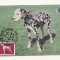 CA8 - Carte Postala -Expo Canina 1982-Dalmatian ,Necirculata