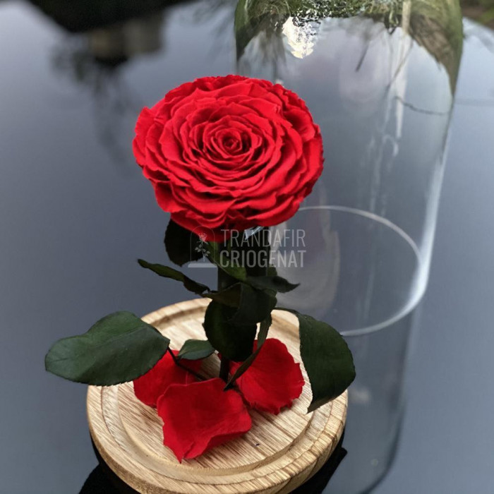 Trandafir Criogenat rosu &Oslash;9,5cm in cupola de sticla 12x25cm