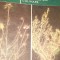 PLANTE AROMATICE SI CONDIMENTARE UTILIZATE IN PREPARATELE CULINARE