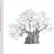 A Legacy of Ancient Oaks