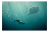 Tablou Canvas, "&Icirc;notătorul și rechinul balenă arzător", Nu știu cine este &icirc;n imagine, dar pot descrie scena: Scufundător, Balenă, Apă, Ocean, Explorar