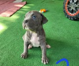 American Bully XL