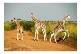 Tablou Canvas, "Girafe travers&acirc;nd drumul &icirc;n savană", Girafe, Drum, Iarbă, Cer, Peisaj, Natură, Savannah, Animale, Fericire, Aventură, 39 x 26 cm, CMCL
