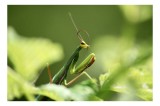Tablou Canvas, "Mantis &icirc;n verde vibrant natural", Mantis, Frunze, Verde, Natură, Antene, G&acirc;nditoare, Prădătoare, Camuflaj, Elegantă, Silențioasă, 39 x