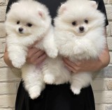 Pomeranian mini toy