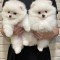 Pomeranian mini toy