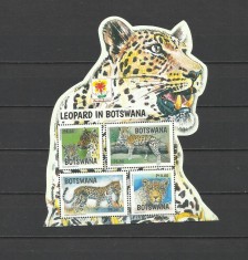 BOTSWANA 2017 FAUNA ANIMALE SALBATICE LEOPARZI SUPRATIPAR BANDUNG foto