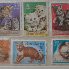 Romania 1965 lp 602 pisici de rasa serie ștampilat