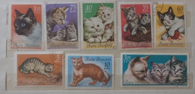 Romania 1965 lp 602 pisici de rasa serie ștampilat foto
