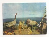 RF185 - Carte Postala - Muzeul Deltei Dunarii. Tulcea - Diorama Cocorul, necirculata