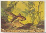 Bnk cp Constanta - Acvariu - Carassius Auratus - necirculata, Printata