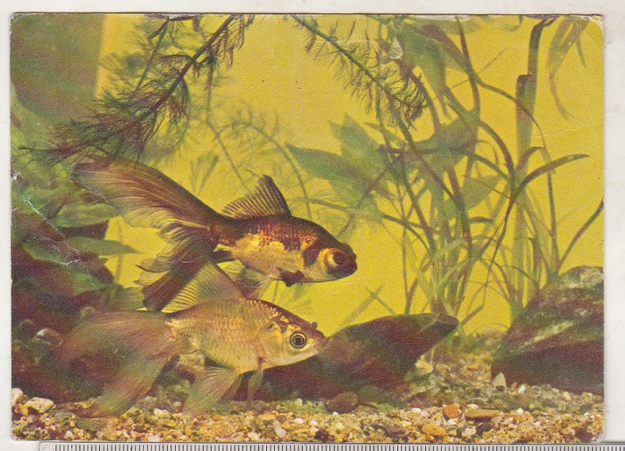 bnk cp Constanta - Acvariu - Carassius Auratus - necirculata