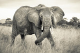 Fototapet XXL4-529 Elefant, Komar