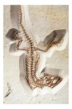 Tablou Canvas, "Fosilă de șop&acirc;rlă &icirc;n st&acirc;ncă păstrată", Șop&acirc;rlă, Fosilă, Schelet, Detaliat, Pietrificat, Paleontologie, Istorie, Natură., 26 x 39 cm, C