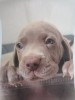 Brac de Weimaraner pui