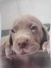 Brac de Weimaraner pui
